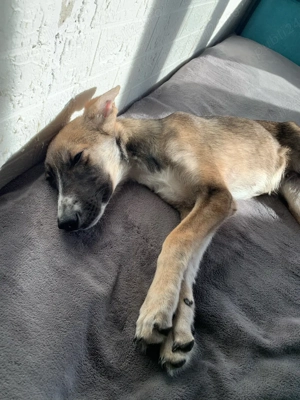 ofer cățelușă spre adopție  - imagine 5