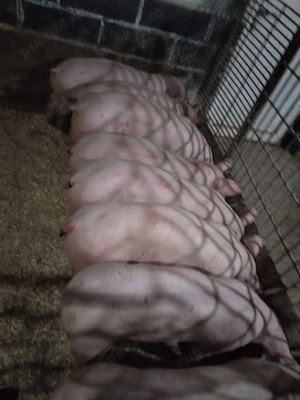 Soldaniiii - imagine 3