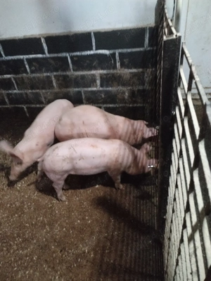 Soldaniiii - imagine 5