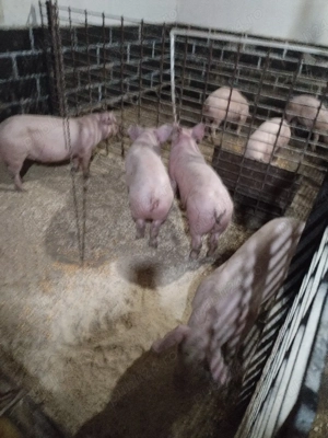 Soldaniiii - imagine 4