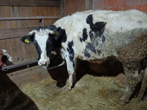 vind juninca dea fata  - imagine 2