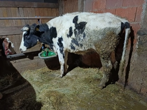 vind juninca dea fata  - imagine 4