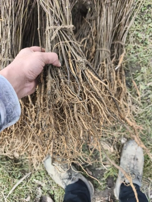 puieții salcâm mesteacăn alb tei brad molid 