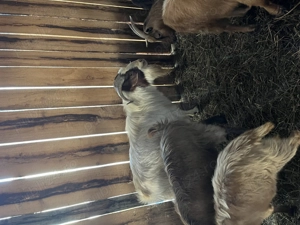 Țap Boer vârstă 3 ani - imagine 3