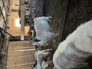 Țap Boer vârstă 3 ani