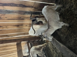 Țap Boer vârstă 3 ani - imagine 2