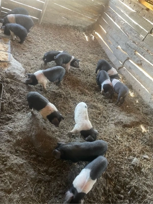 Purcei Bazna  - imagine 5