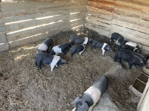 Purcei Bazna  - imagine 2