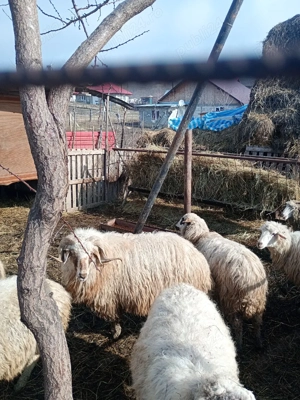 Schimb berbec - imagine 2