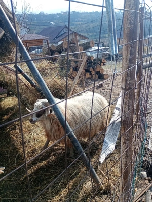 Schimb berbec - imagine 3