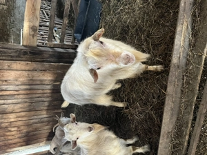 Țap zane de 3 ani  - imagine 3