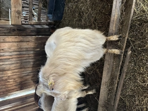 Țap zane de 3 ani  - imagine 2