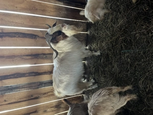 Țap zane de 3 ani  - imagine 4