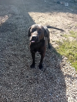 Câine de vânzare,labrador cu brak,1 an jumatate