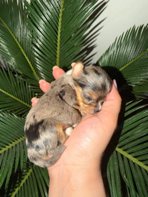Yorkshire terrier exotic - imagine 4