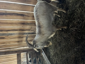 Țap metis de zana cu alpin - imagine 4