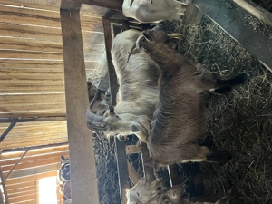 Țap metis de zana cu alpin - imagine 2