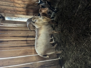 Țap metis de zana cu alpin - imagine 3