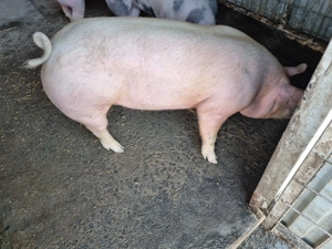 De vânzare ,100-130kg