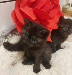 Pisici British Shorthair - imagine 3