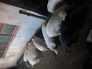 Vand purcei in beltiug 