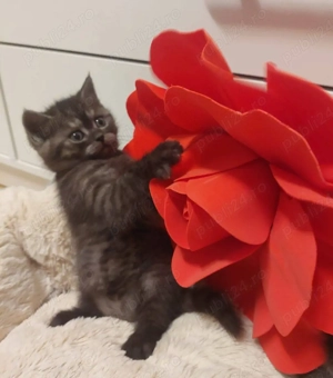 Pisici British Shorthair - imagine 2