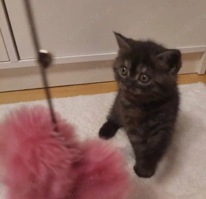 Pisici British Shorthair - imagine 4