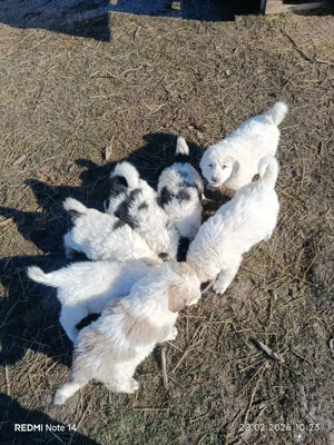 căței Ciobanesc Bucovina 