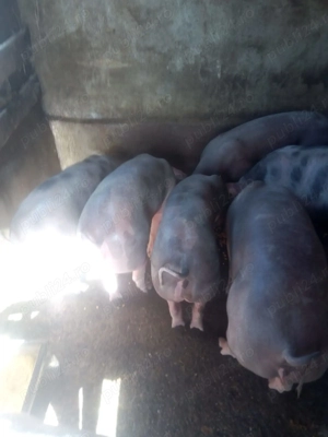 Purcei de vanzare - imagine 3