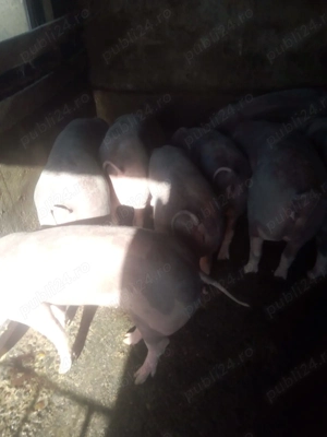 Purcei de vanzare - imagine 4