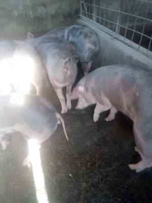 Purcei de vanzare - imagine 2