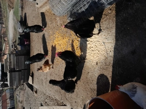 Oferta la cocosi ausrolop! - imagine 3