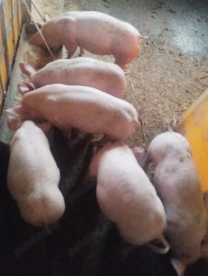 purcei varsta 4 luni preț de la 600-700 lei - imagine 5