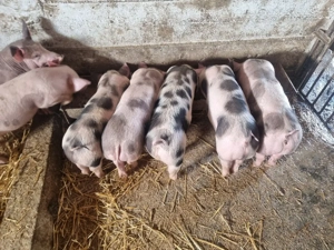 vand purcei bihor  cefa   