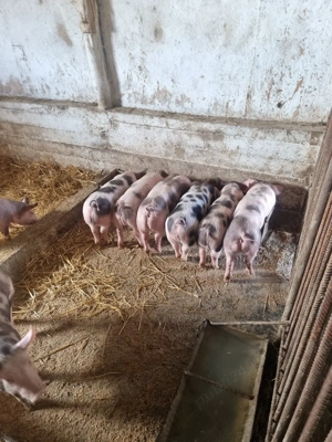 vand purcei bihor  cefa    - imagine 3