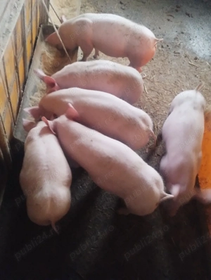 purcei varsta 4 luni preț de la 600-700 lei