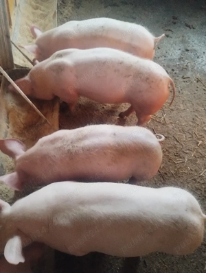 purcei varsta 4 luni preț de la 600-700 lei - imagine 4