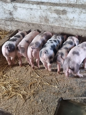 vand purcei bihor  cefa    - imagine 4