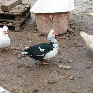 Vand rate  - imagine 3