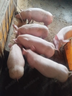 purcei varsta 4 luni preț de la 600-700 lei - imagine 3