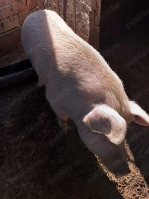 Soldani si scroafa de vânzare  - imagine 5