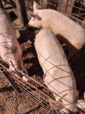 Soldani si scroafa de vânzare  - imagine 2