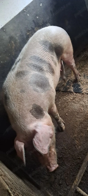 Se vinde scroafa gestanta!