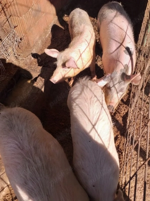 Soldani si scroafa de vânzare  - imagine 4