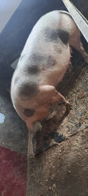 Se vinde scroafa gestanta! - imagine 2