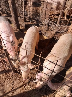 Soldani si scroafa de vânzare  - imagine 3