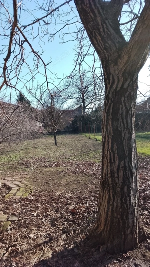 Dau in chirie gradina central Arad