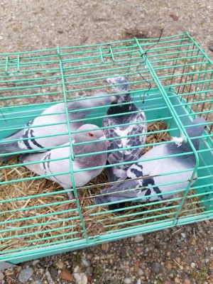 Vând cocoșei și voiajori sport!  - imagine 4