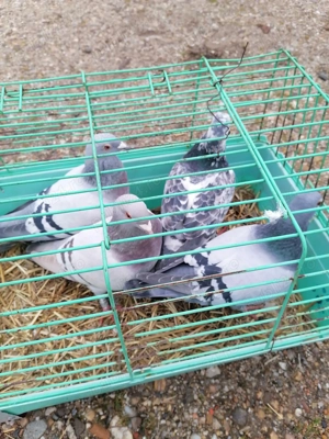 Vând cocoșei și voiajori sport!  - imagine 3