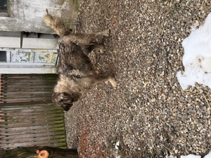 Femela Ciobanesc Caucazian - imagine 3